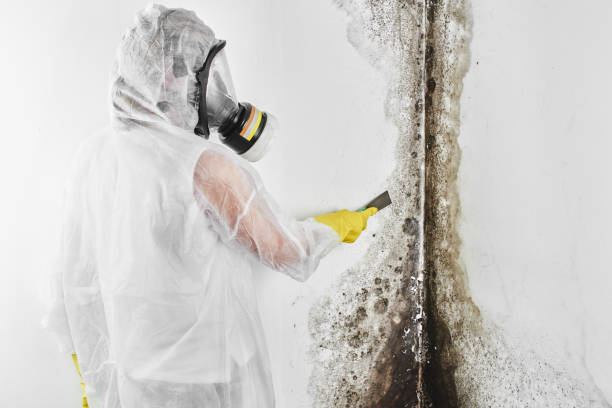 Best Attic Mold Remediation in Angustura, NM