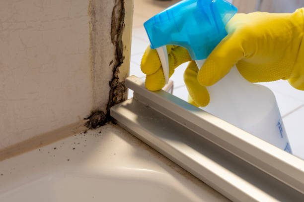 Best Basement Mold Remediation in Angustura, NM