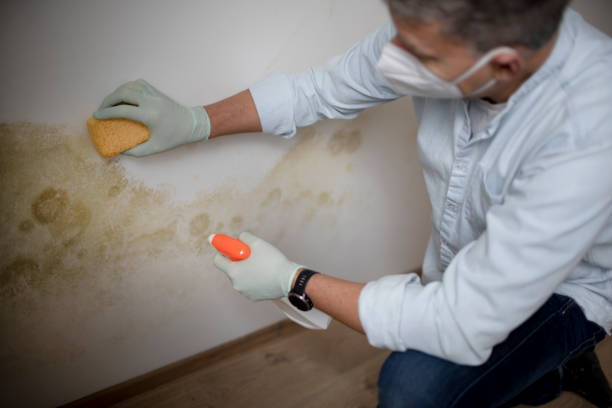 Best Crawl Space Mold Remediation in Angustura, NM