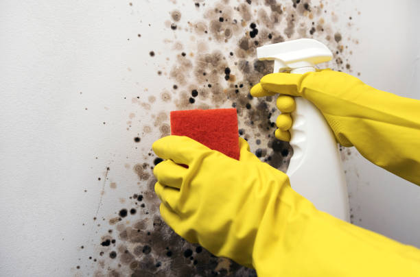 Best Mold Remediation for Specific Building Types in Angustura, NM