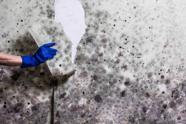 Best Health and Safety Mold Remediation in Angustura, NM