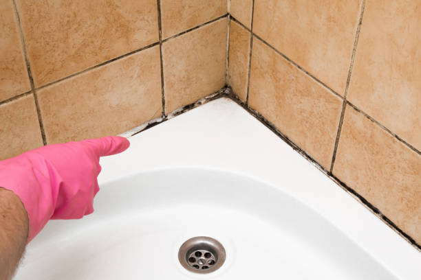 Best Commercial Mold Remediation in Angustura, NM